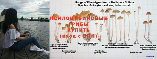 эйфоретик Алзамай
